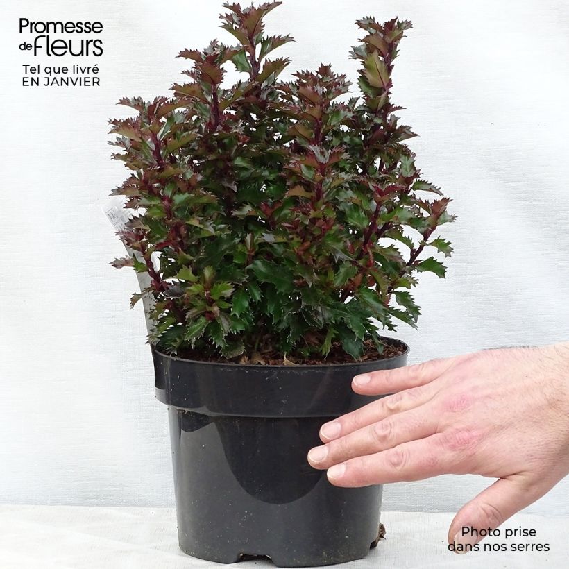 Ilex x meserveae MAGICAL Little Rascal Mondo - Blue Holly 3L/4L pot sample as delivered in winter