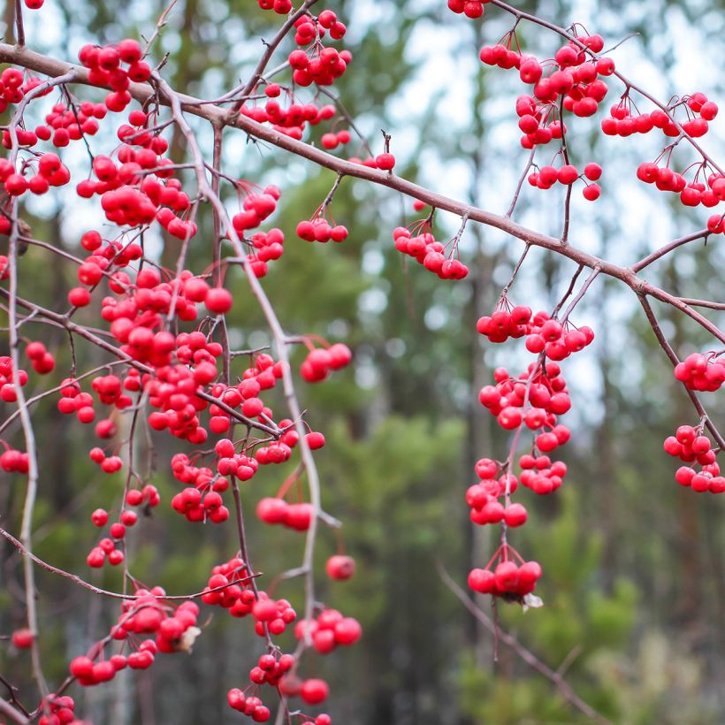 Ilex verticillata (Harvest)