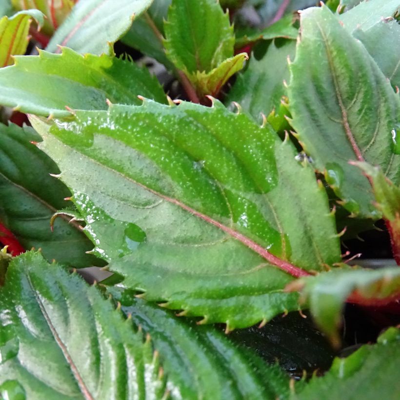 Impatiens Sunpatiens Compact Hot Coral - Busy Lizzie (Foliage)