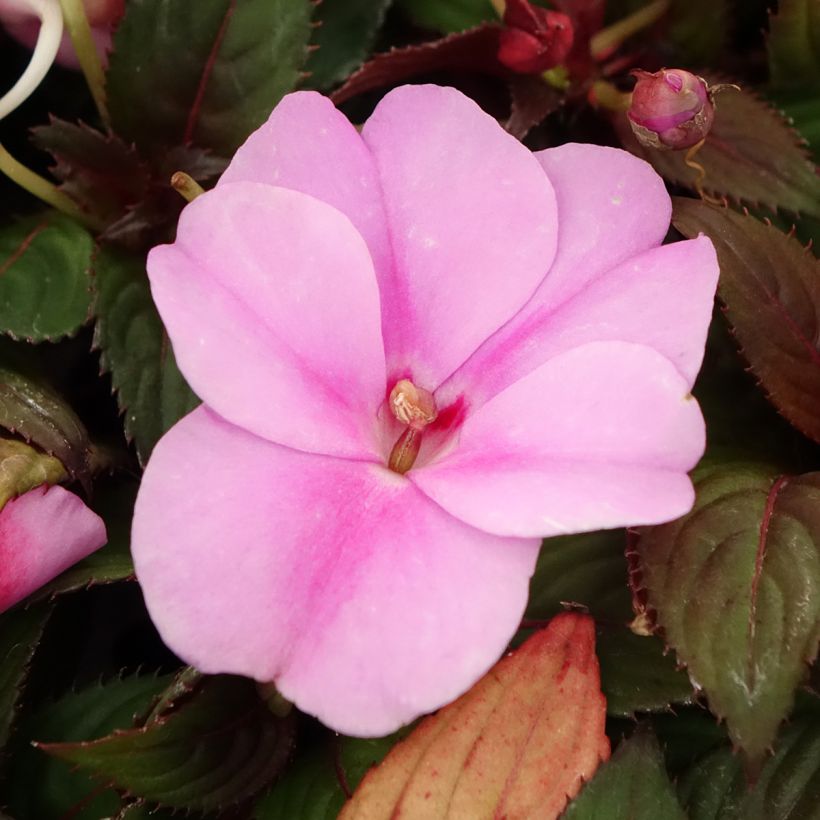 Impatiens x hawkeri SunPatiens Vigorous Lavender - New Guinea Impatiens (Flowering)