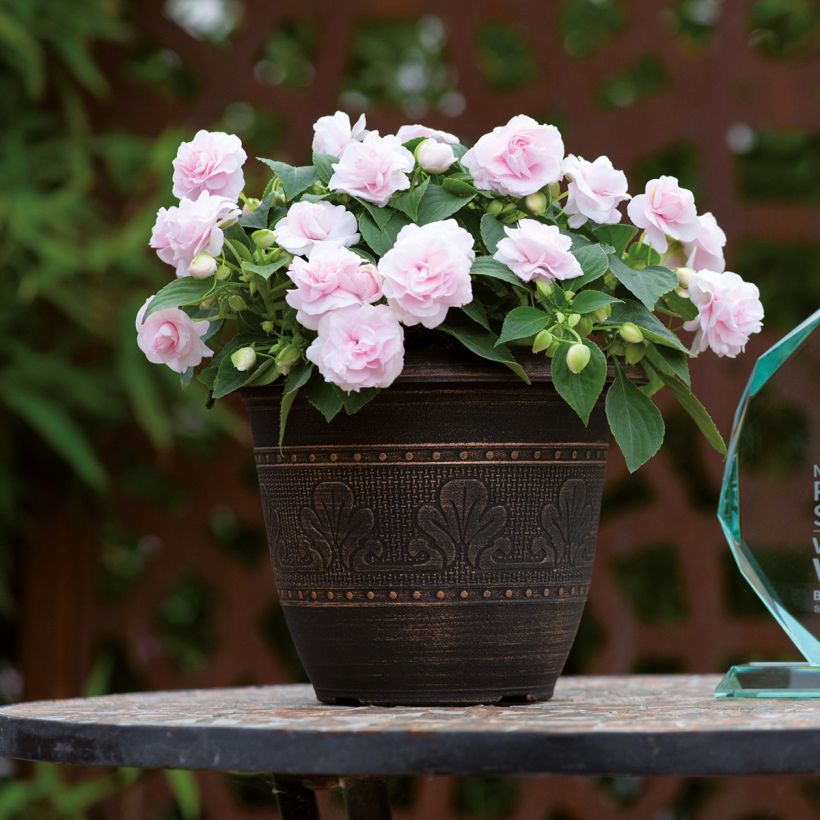 Impatiens walleriana Glimmer Appleblossom - Busy Lizzie (Plant habit)