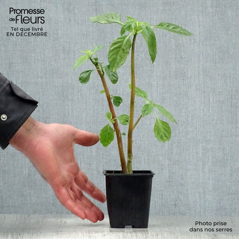 Impatiens niamniamensis 7/8 cm pot sample as delivered in winter