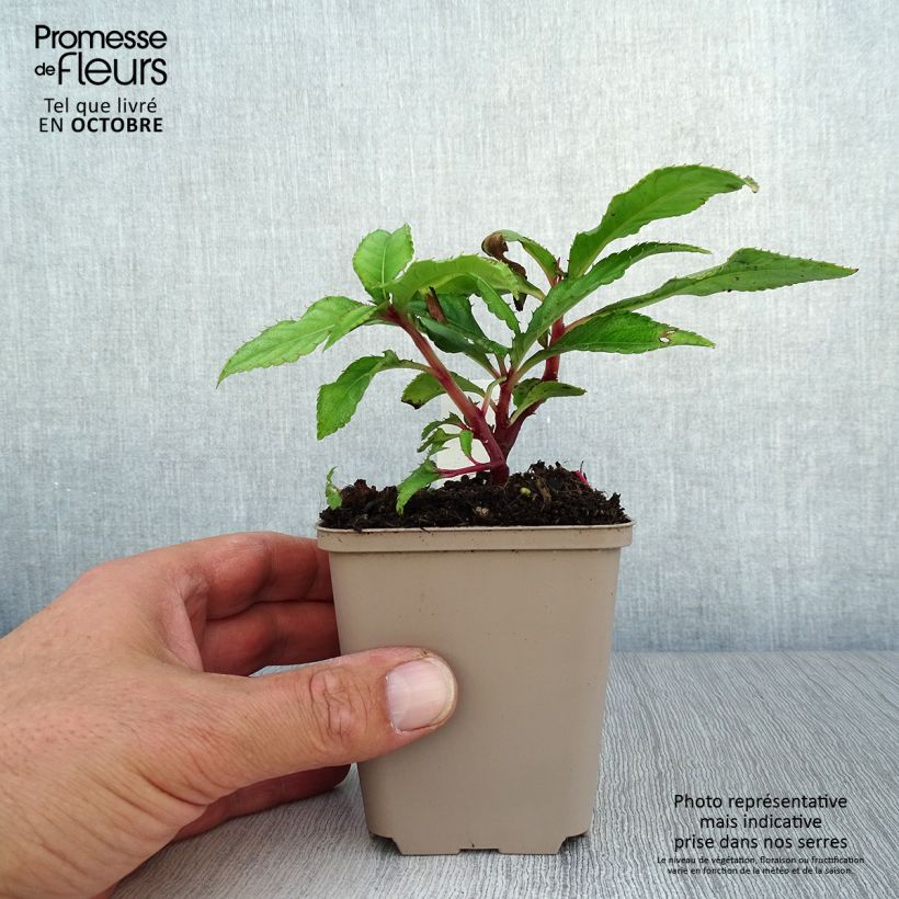 Impatiens omeiana Ice Storm 8/9 cm pot sample as delivered in autumn