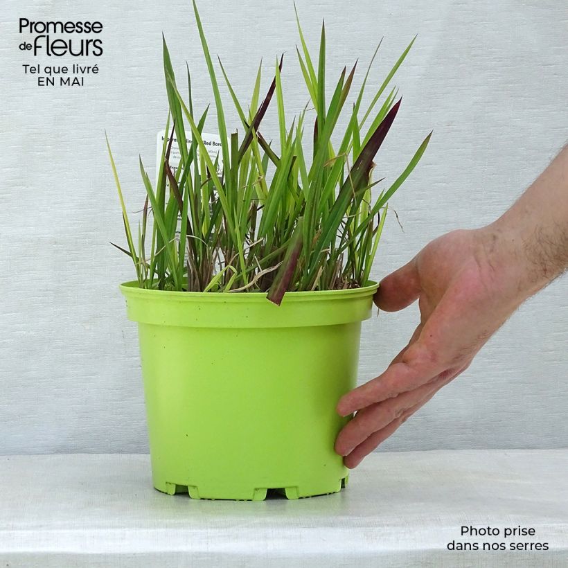 Imperata cylindrica Red Baron 2L/3L pot sample as delivered in spring