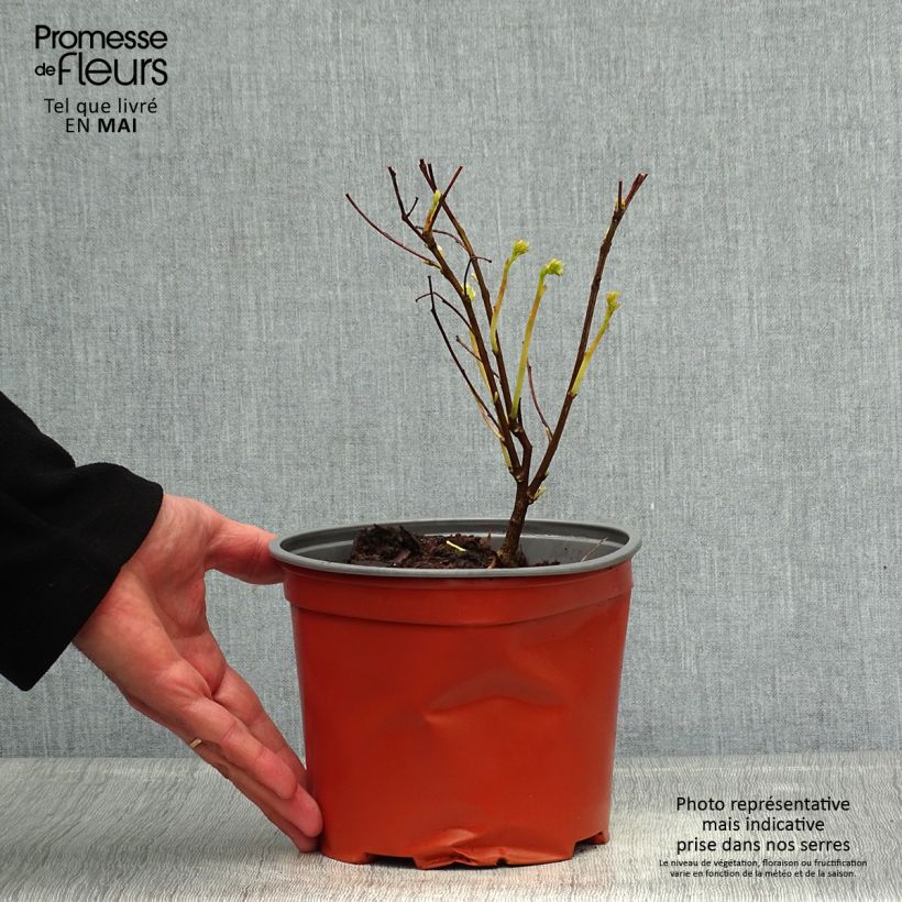 Indigofera kirilowii  2L/3L pot sample as delivered in spring