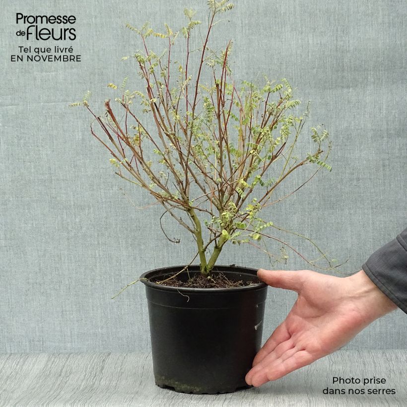 Indigofera heterantha 2L/3L pot sample as delivered in autumn