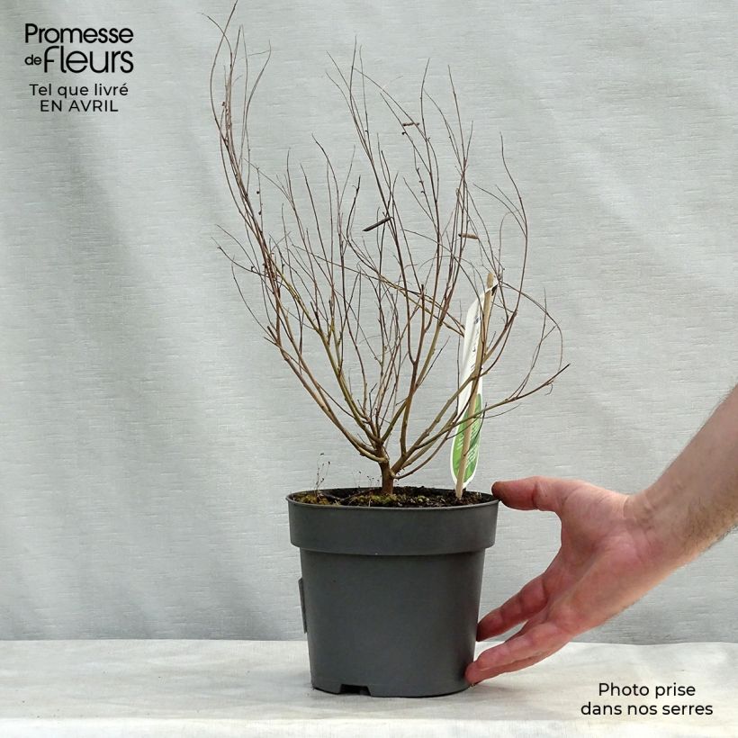 Indigofera heterantha 2L/3L pot sample as delivered in spring