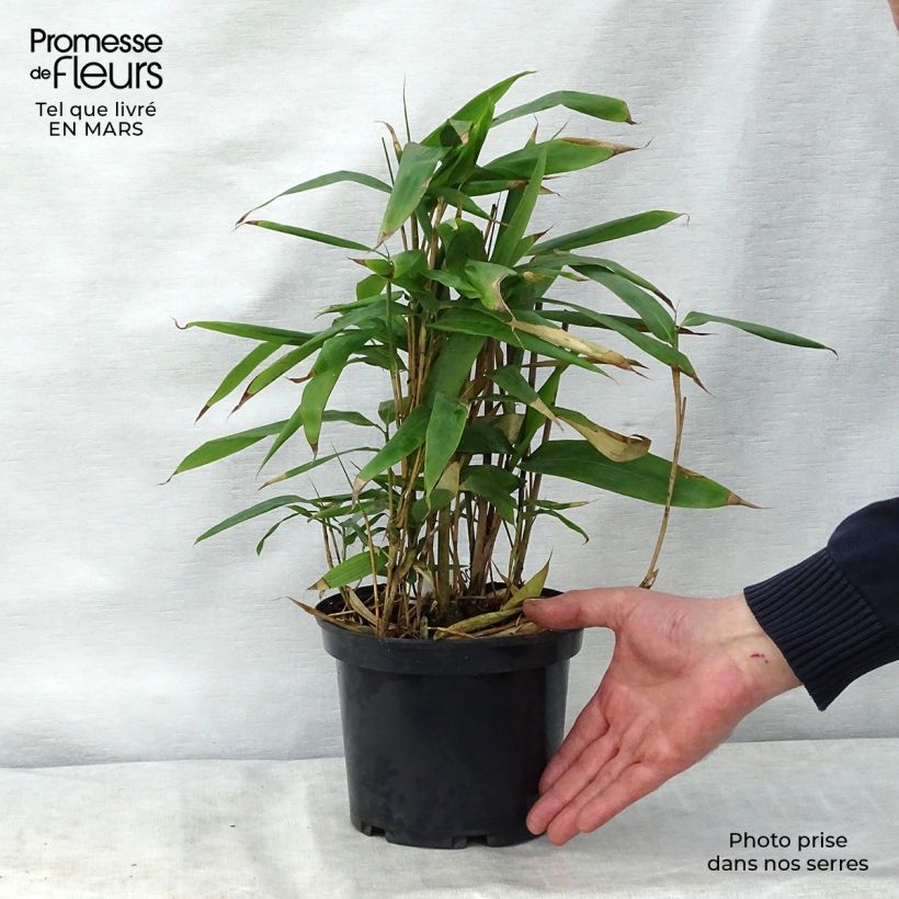 Indocalamus latifolius 2L/3L pot sample as delivered in spring