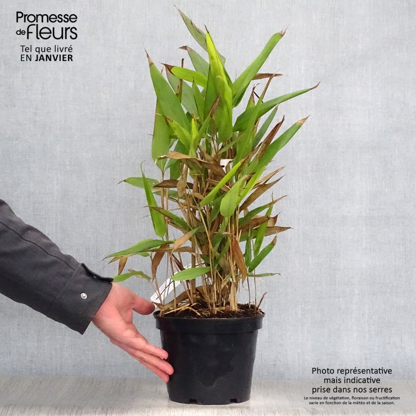 Indocalamus latifolius 2L/3L pot sample as delivered in winter