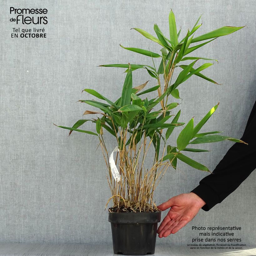 Indocalamus latifolius 2L/3L pot sample as delivered in autumn