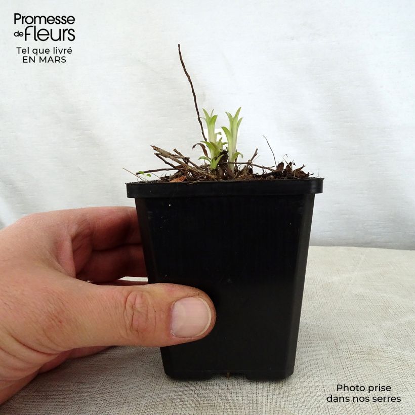 Inula ensifolia  8/9 cm pot sample as delivered in spring