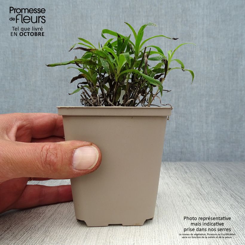 Inula ensifolia  8/9 cm pot sample as delivered in autumn