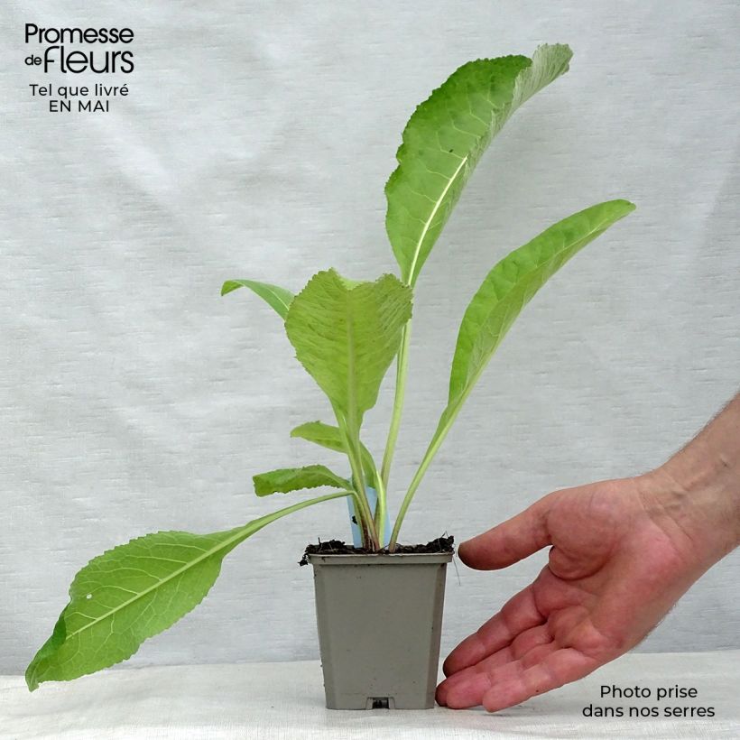 Inula helenium 8/9 cm pot sample as delivered in spring