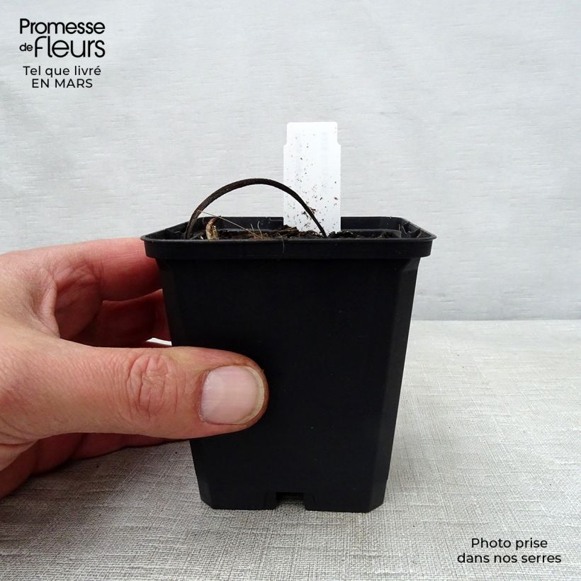 Inula magnifica  8/9 cm pot sample as delivered in spring