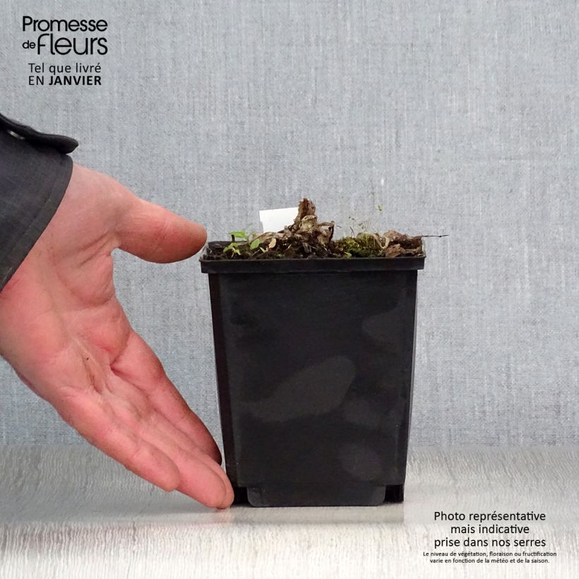 Inula magnifica  8/9 cm pot sample as delivered in winter