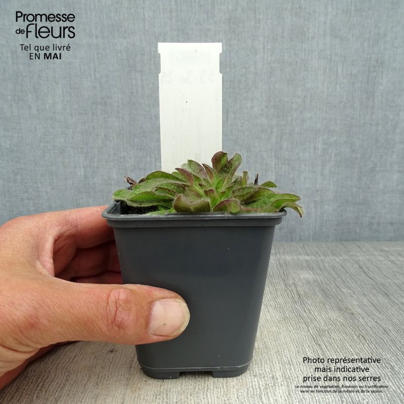 Inula rhizocephala  8/9 cm pot sample as delivered in spring