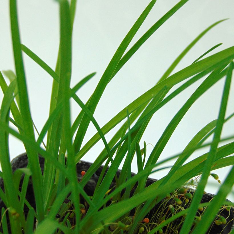 Ipheion uniflorum  (Foliage)