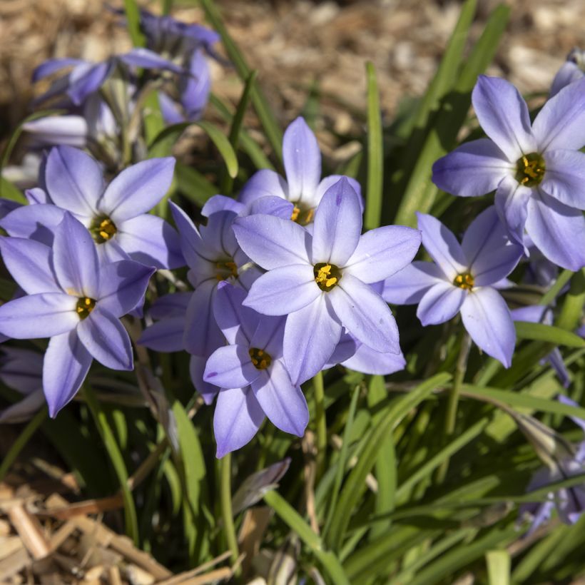 Ipheion uniflorum Wisley Blue (Plant habit)