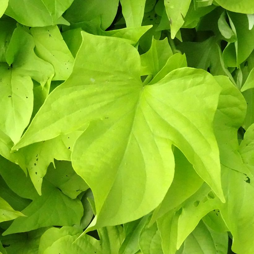 Sweet Potato Sweet Caroline Light Green - Ipomoea batatas (Foliage)