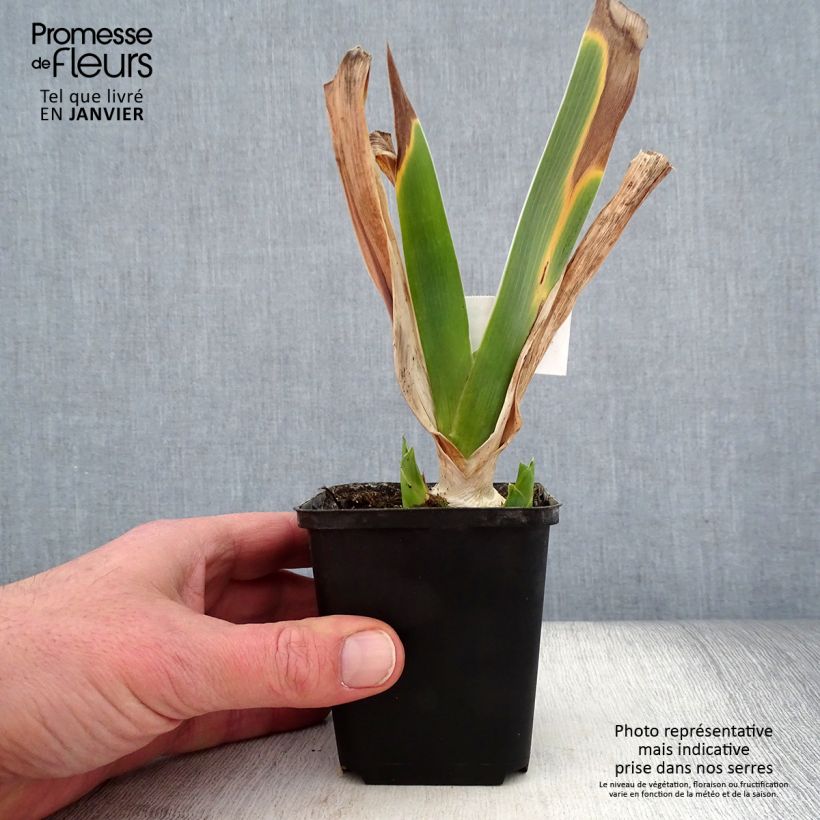 Iris germanica Magnetisme 8/9 cm pot sample as delivered in winter