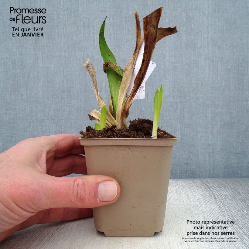 Iris germanica Masque Noir 8/9 cm pot sample as delivered in winter