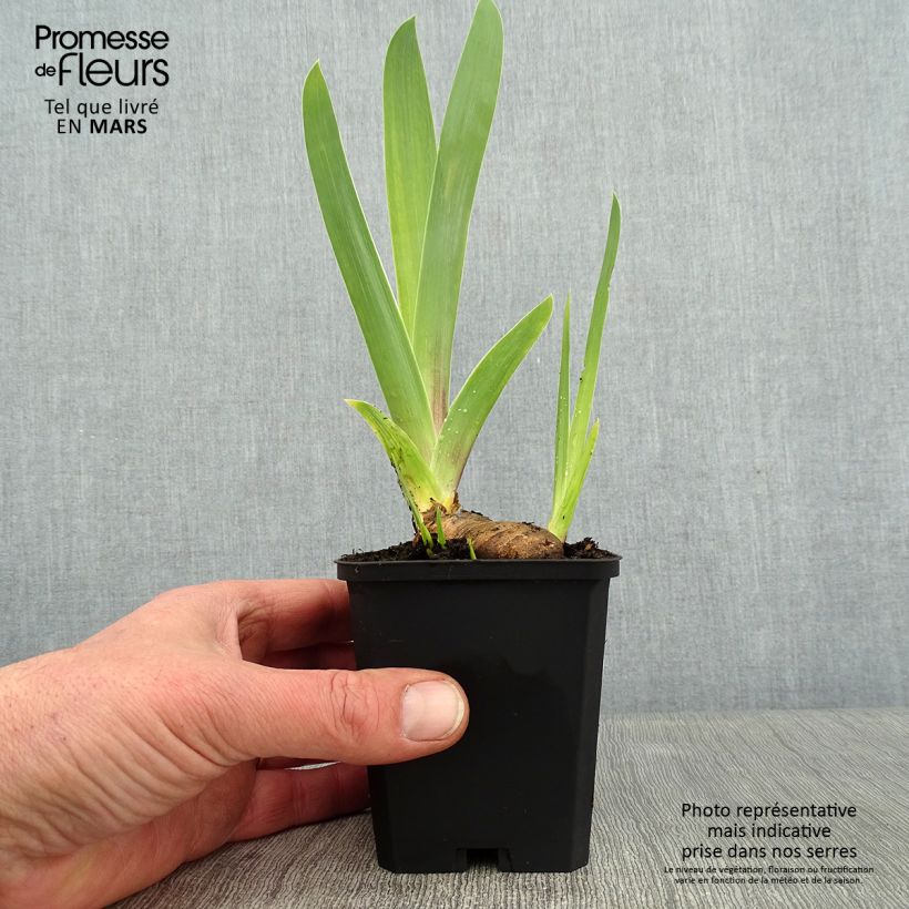 Iris germanica So beau - Bearded Iris 8/9 cm pot sample as delivered in winter