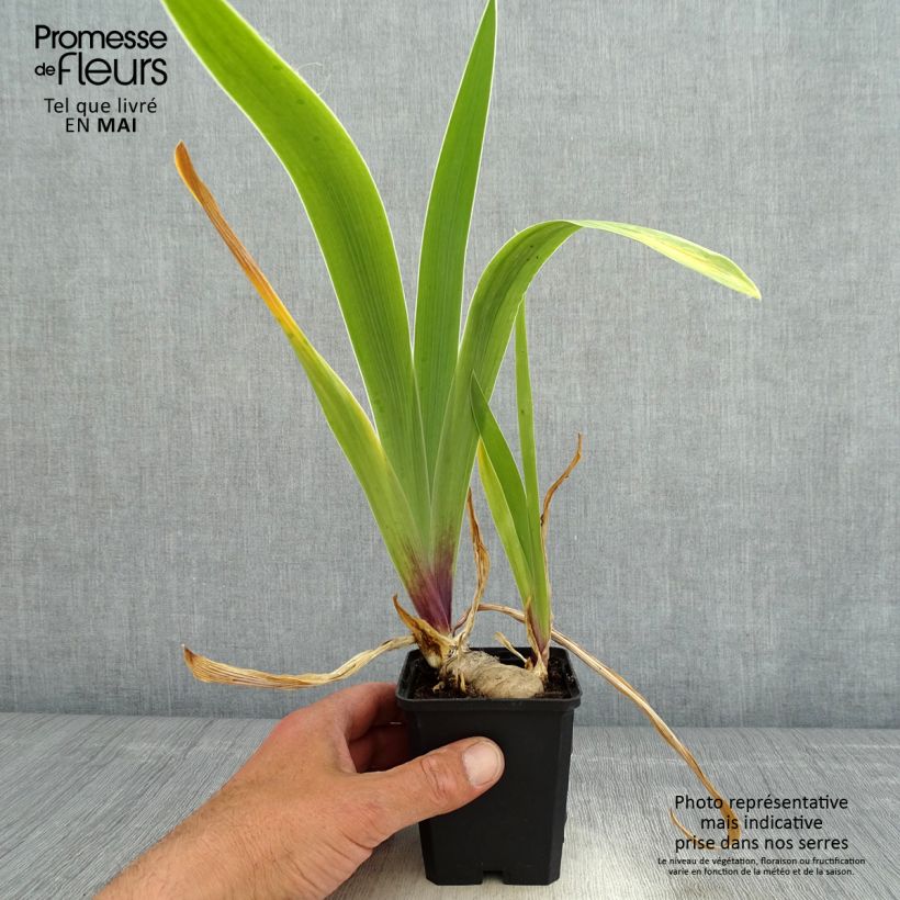 Iris germanica So beau - Bearded Iris 8/9 cm pot sample as delivered in spring