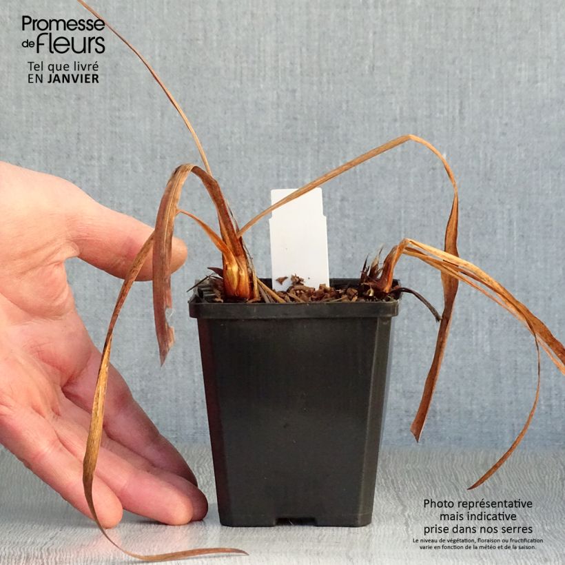 Iris sibirica Harpswell Happiness - Siberian Iris 8/9 cm pot sample as delivered in winter