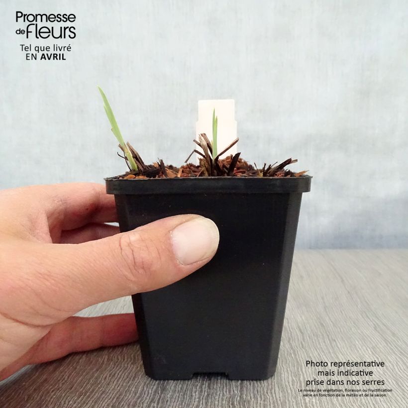 Iris sibirica Harpswell Happiness - Siberian Iris 8/9 cm pot sample as delivered in spring