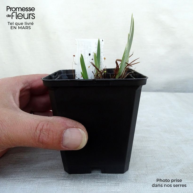 Iris sibirica Ruffled Velvet - Siberian Iris 8/9 cm pot sample as delivered in spring