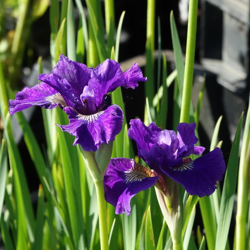 Iris sibirica Ruffled Velvet - Siberian Iris (Flowering)