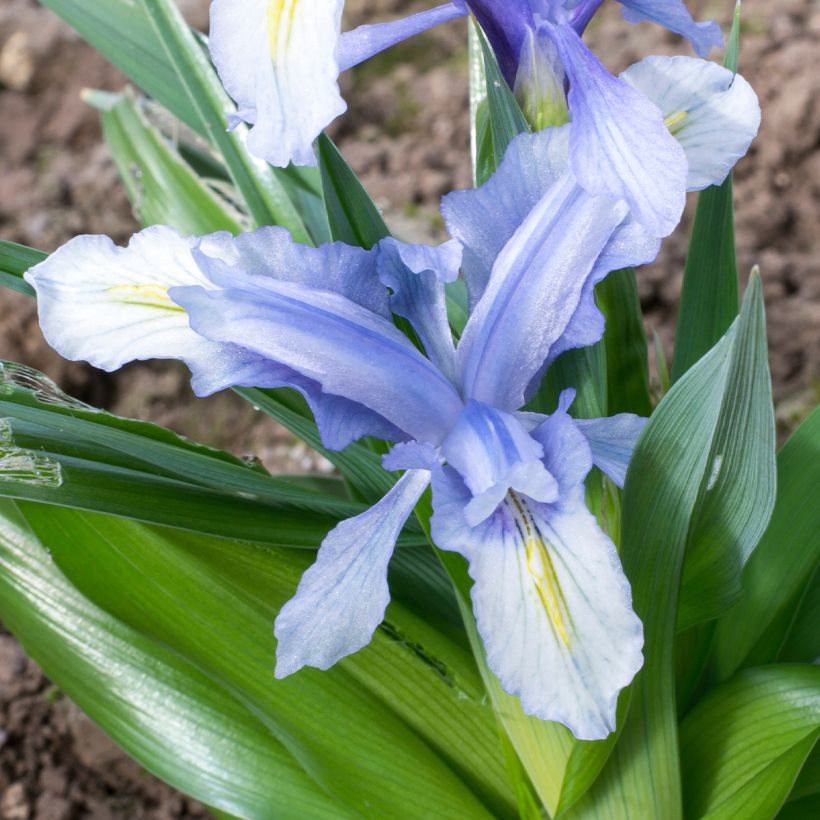 Iris aucheri (Flowering)