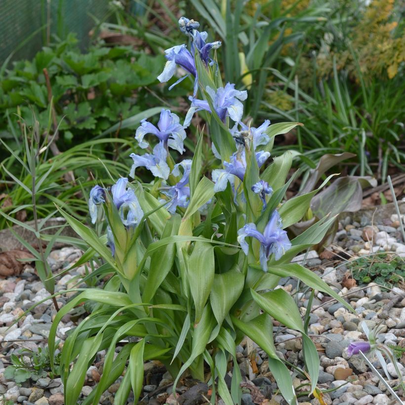 Iris aucheri (Plant habit)
