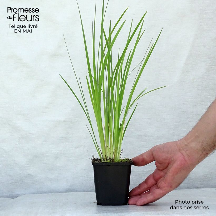 Iris bulleyana 8/9 cm pot sample as delivered in spring