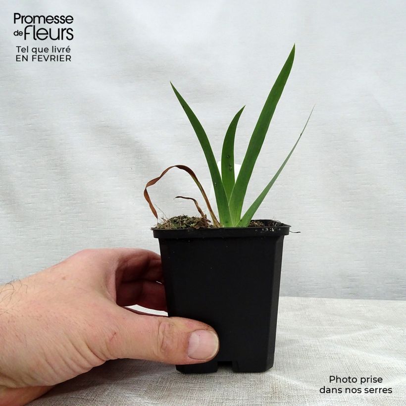 Iris chrysographes Black Knight - Black Iris 8/9 cm pot sample as delivered in winter