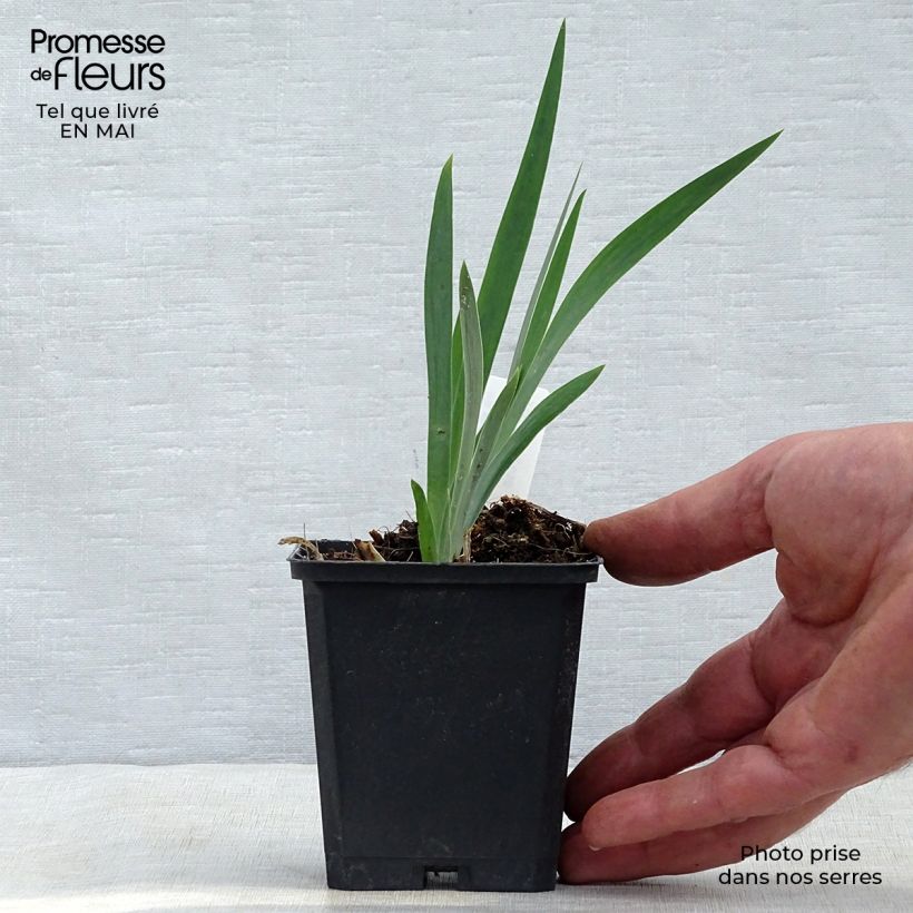 Iris chrysographes Black Knight - Black Iris 8/9 cm pot sample as delivered in spring