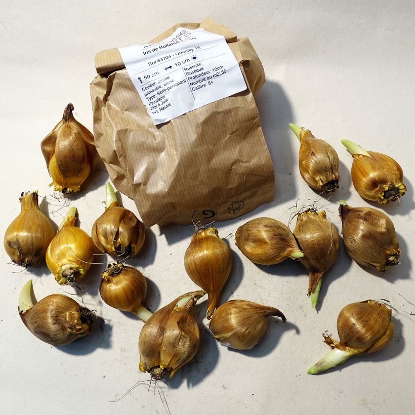Example of Iris x hollandica Apollo Bulb size 10+ specimen as delivered