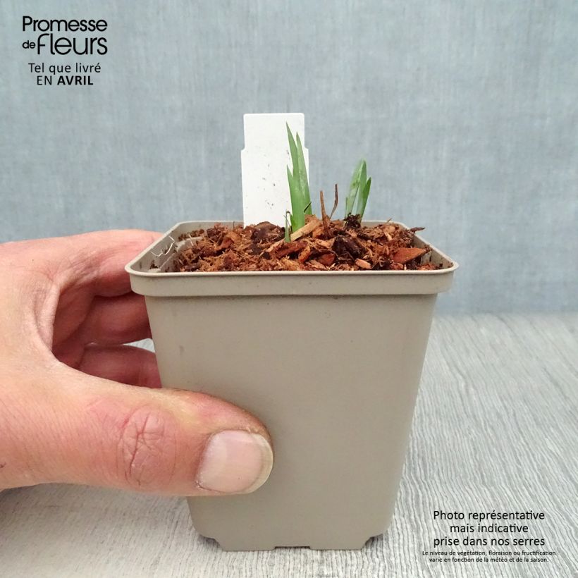 Iris sibirica Blue King - Siberian Iris 8/9 cm pot sample as delivered in spring