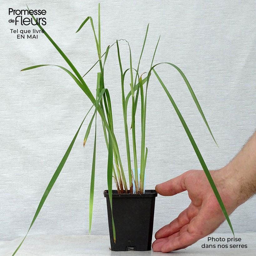 Iris sibirica Caesars Brother - Siberian Iris 8/9 cm pot sample as delivered in spring