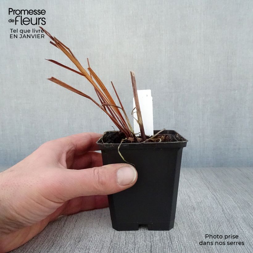 Iris sibirica Caesars Brother - Siberian Iris 8/9 cm pot sample as delivered in winter