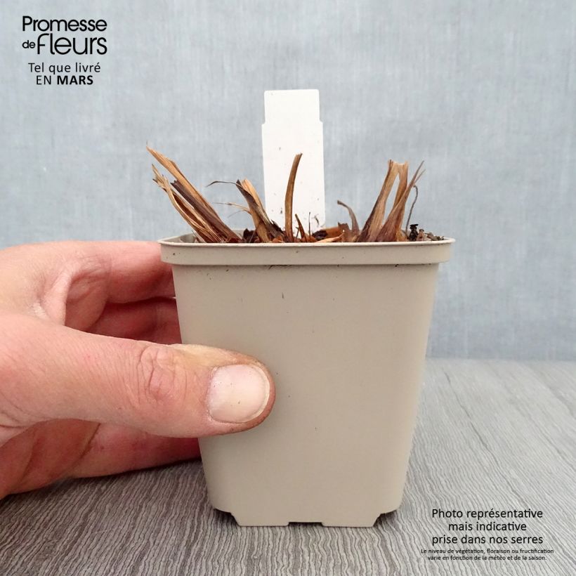 Iris sibirica Rikugi Sakura 8/9 cm pot sample as delivered in spring