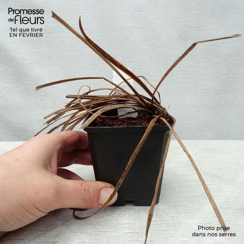 Iris sibirica Sparkling Rose 8/9 cm pot sample as delivered in winter