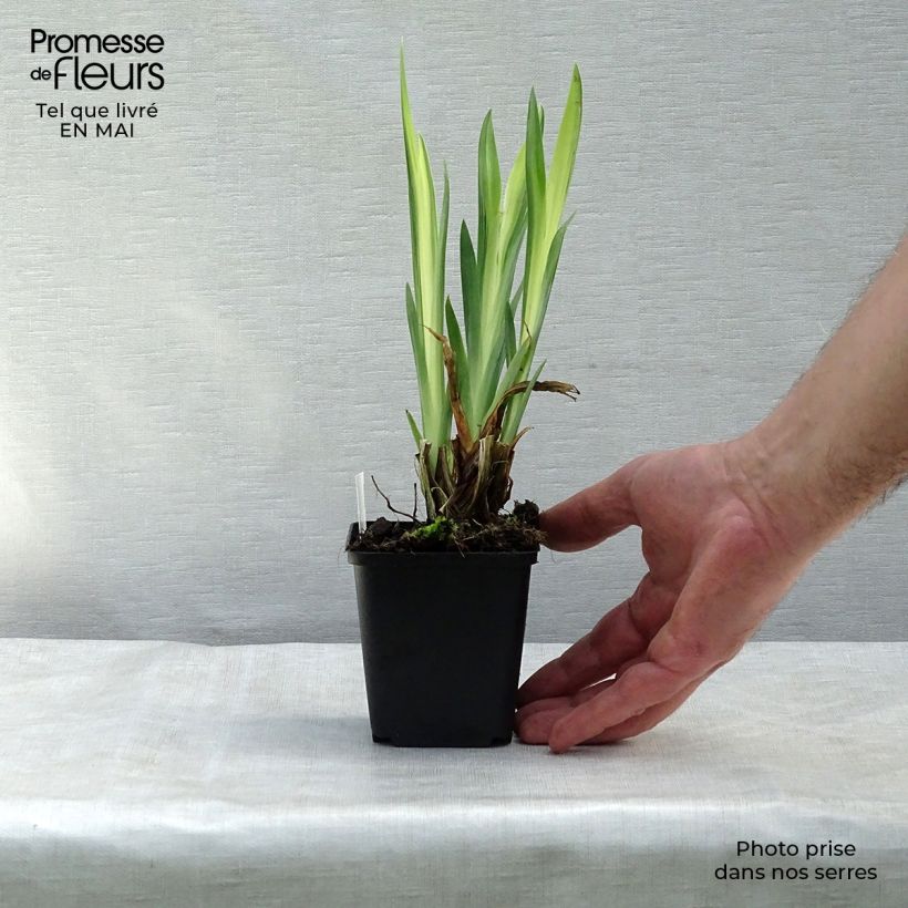 Iris pseudacorus Variegata - Yellow Flag 8/9 cm pot sample as delivered in spring