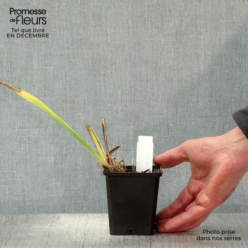 Iris pseudacorus Variegata - Yellow Flag 8/9 cm pot sample as delivered in winter