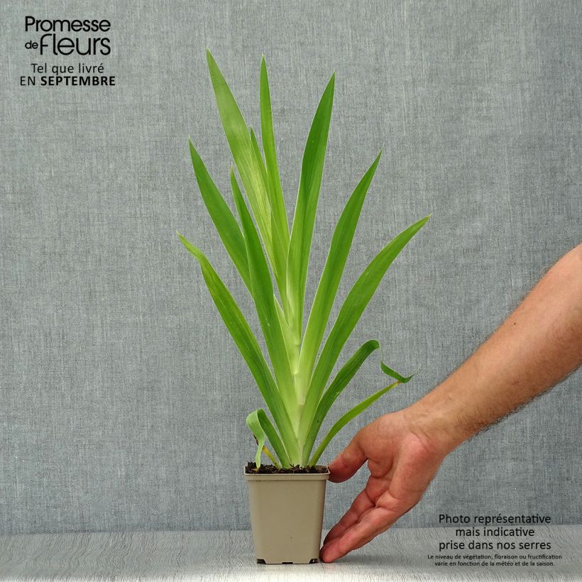 Belamcanda chinensis 8/9 cm pot sample as delivered in autumn