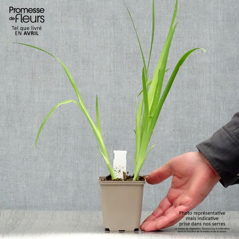 Belamcanda chinensis 8/9 cm pot sample as delivered in spring