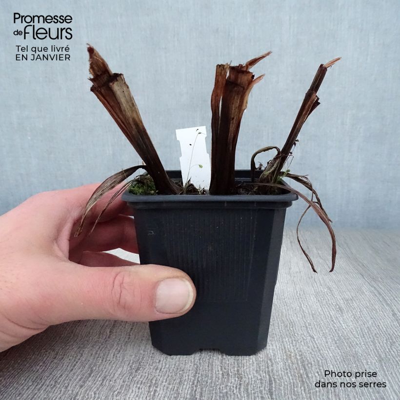 Iris ensata Dainagon - Japanese Water Iris 8/9 cm pot sample as delivered in winter