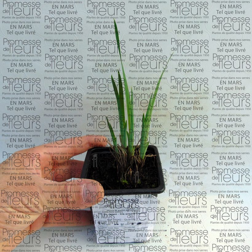 Example of Iris ensata Darling - Japanese Water Iris 8/9 cm pot specimen as delivered