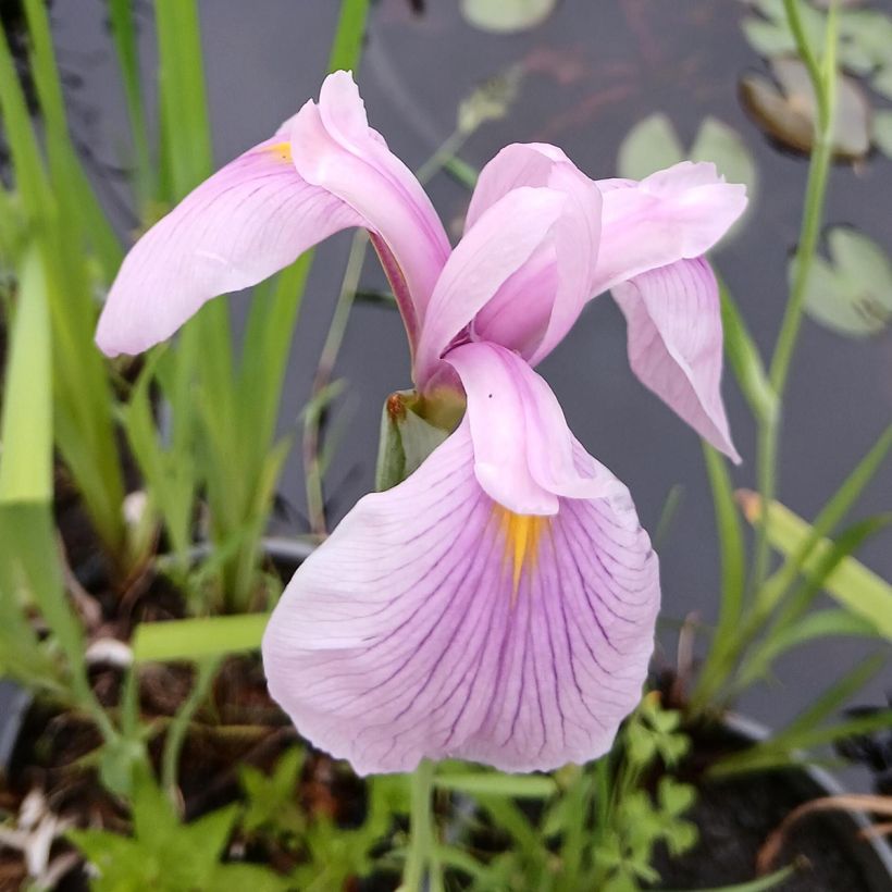 Iris ensata Darling - Japanese Water Iris (Flowering)