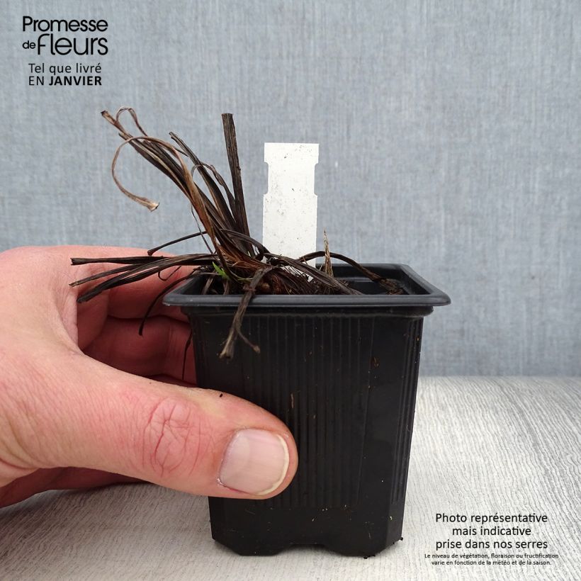 Iris ensata Rose Queen - Japanese Water Iris 8/9 cm pot sample as delivered in winter